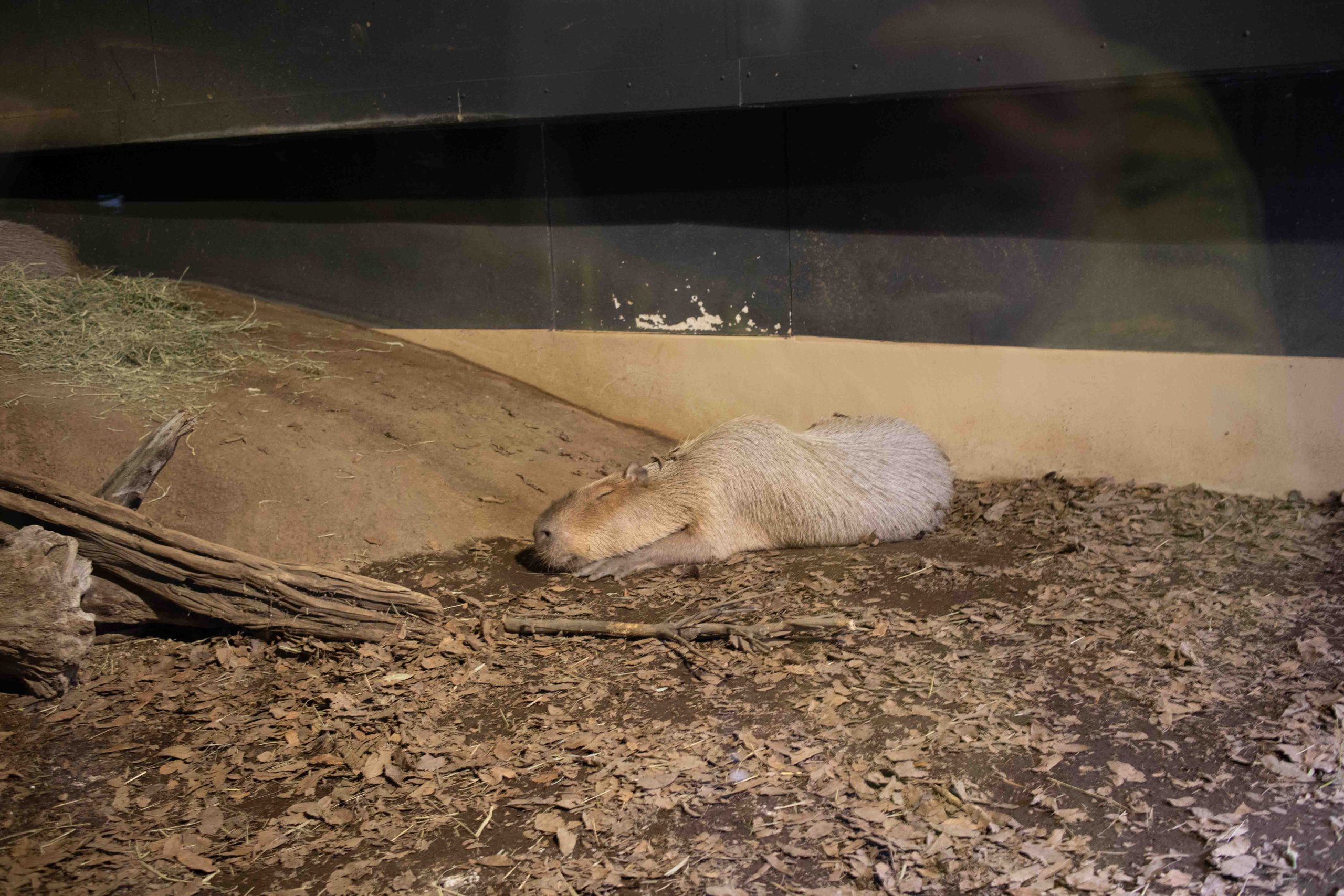 カピバラ　231210 (1 - 1)